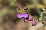 Showy milkwort